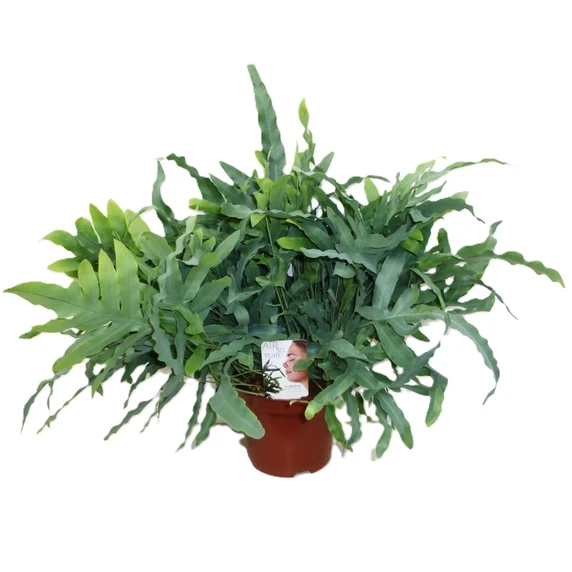 Phlebodium aureum 'Blue Star' 19cm