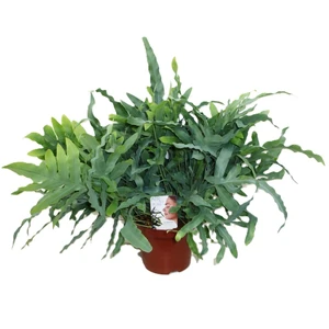 Phlebodium aureum 'Blue Star' 19cm