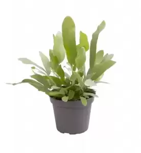 Phlebodium aureum 'Blue Star' 7cm