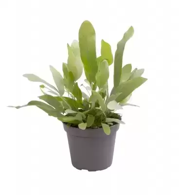 Phlebodium aureum 'Blue Star' 9cm
