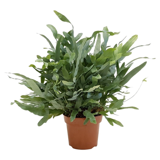 Phlebodium aureum 'Blue Star' 17cm