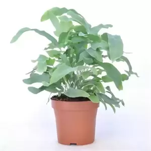 Phlebodium aureum 'Blue Star' 12cm - image 2