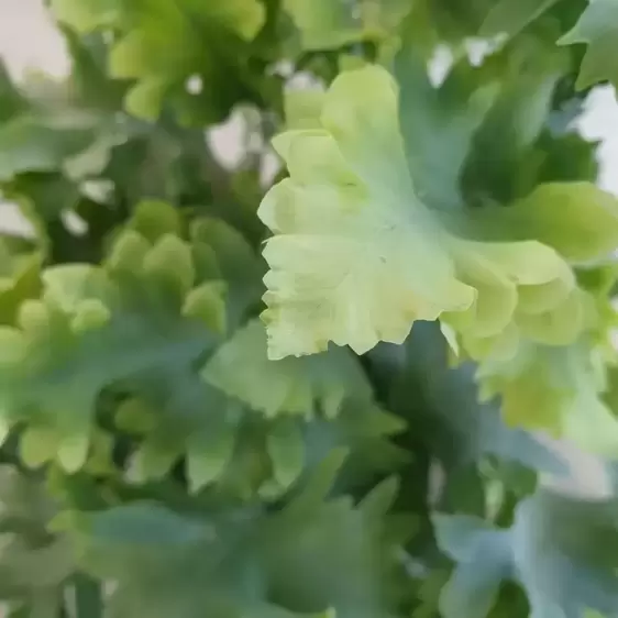 Phlebodium aureum 'Davana' 12cm - image 2