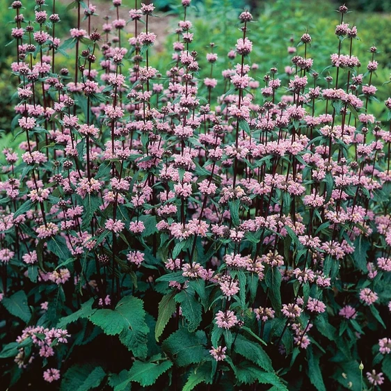 Phlomis tuberosa 'Amazone' 2L