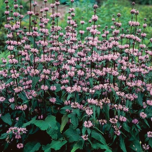 Phlomis tuberosa 'Amazone' 2L