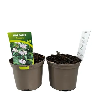 Phlomis tuberosa 'Amazone' 2L - image 3