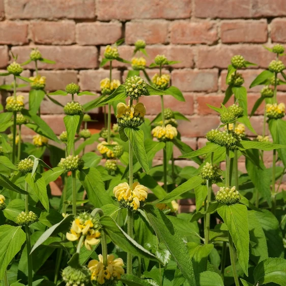 Phlomis bourgaei - image 1
