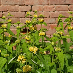 Phlomis bourgaei - image 1