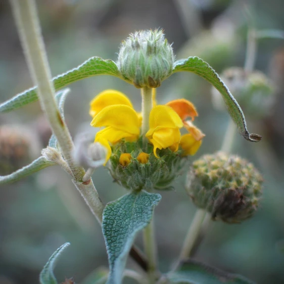 Phlomis bourgaei - image 2
