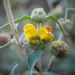 Phlomis bourgaei - image 2