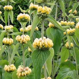 Phlomis russeliana - image 1