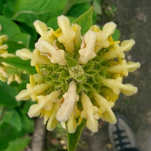 Phlomis russeliana - image 3