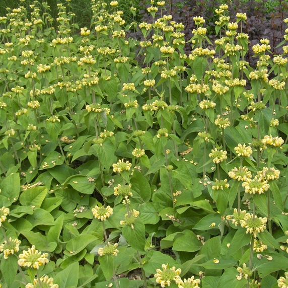 Phlomis russeliana - image 2