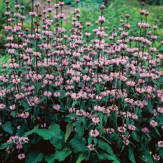 Phlomis tuberosa - image 1