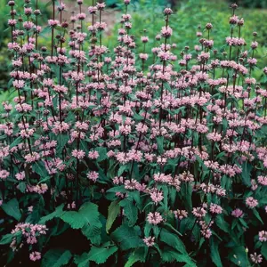 Phlomis tuberosa - image 1