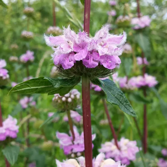 By Stefan.lefnaer - Own work, CC BY-SA 3.0