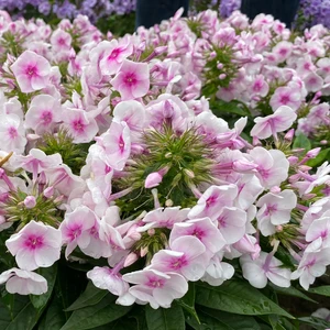 Image Credit: Plantipp BV