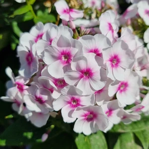 Image Credit: Plantipp BV