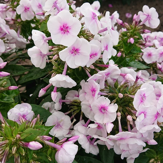 Image Credit: Plantipp BV