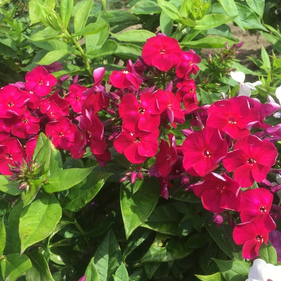 Image Credit: Plantipp BV