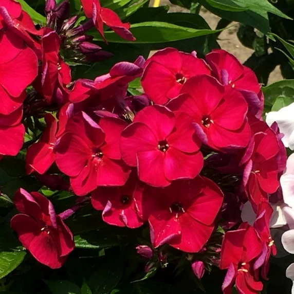 Image Credit: Plantipp BV