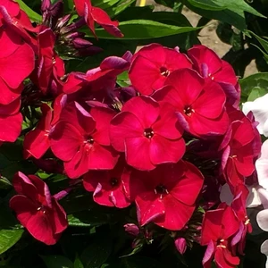 Image Credit: Plantipp BV