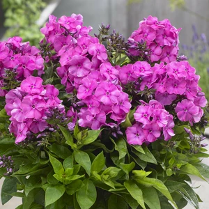 Picture - Plantipp BV