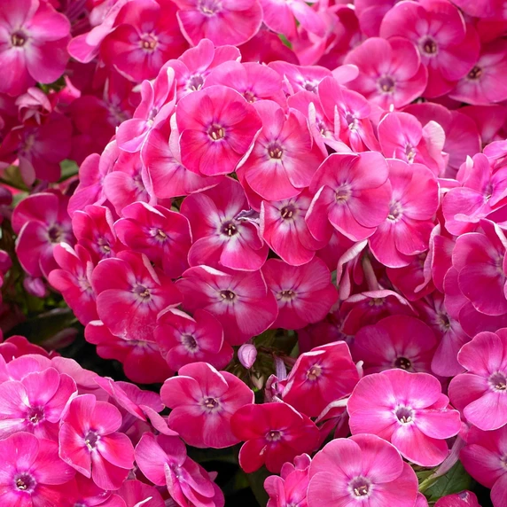 Image Credit: Plantipp BV