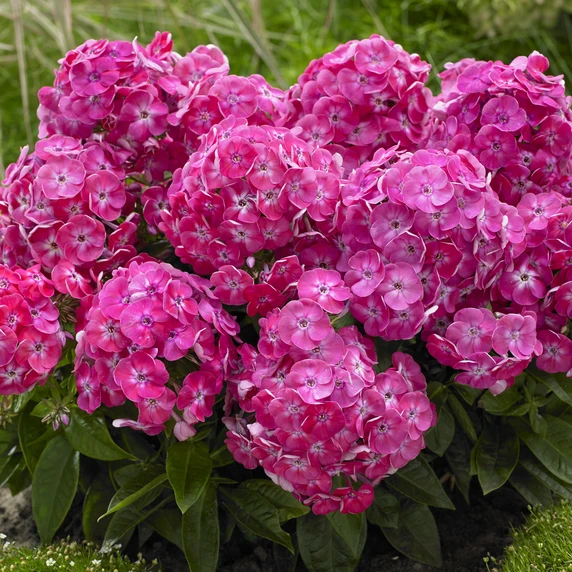 Image Credit: Plantipp BV