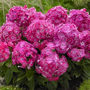 Image Credit: Plantipp BV