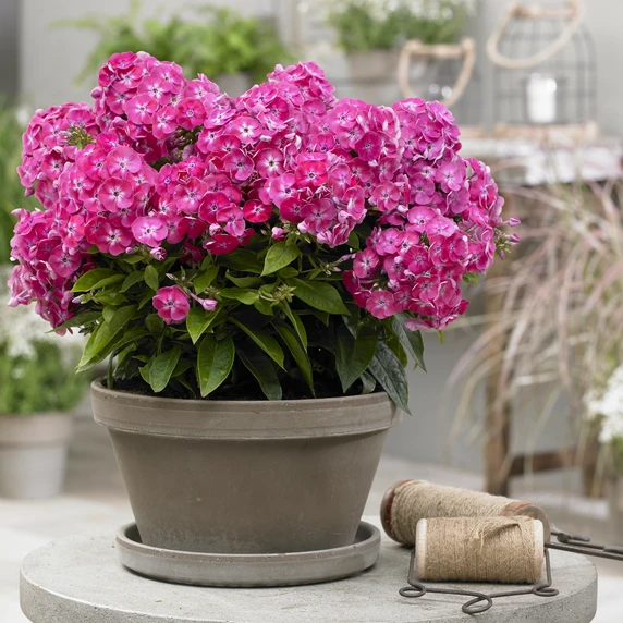 Image Credit: Plantipp BV