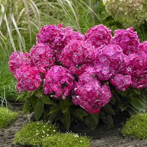 Image Credit: Plantipp BV