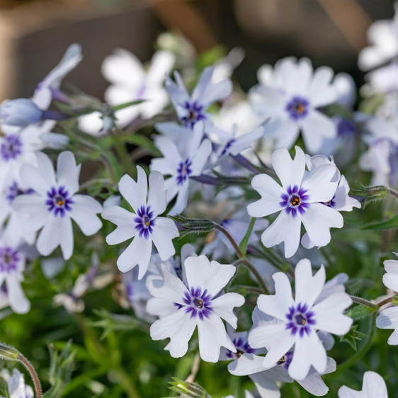 Phlox subulata 'Bavaria'
