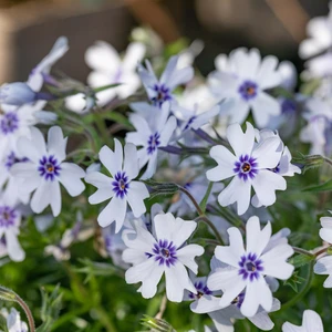 Phlox subulata 'Bavaria'