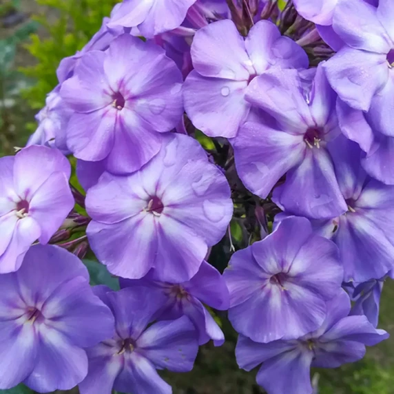 Phlox paniculata 'Blue Boy' - image 1