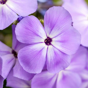 Phlox paniculata 'Blue Boy' - image 2