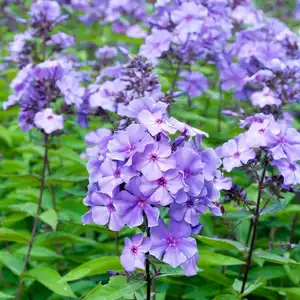 Phlox paniculata 'Blue Paradise'