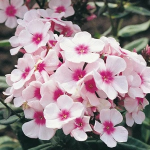 Phlox paniculata 'Bright Eyes' 1L