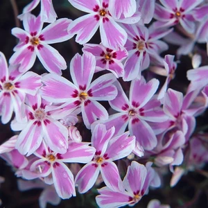 Phlox subulata 'Candy Stripe' 9cm