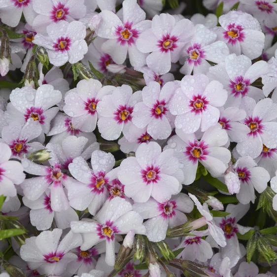 Picture Credit - Ball Horticultural Company