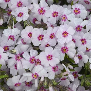 Picture Credit - Ball Horticultural Company