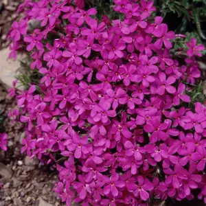 Picture Credit - Kernock Park Plants Ltd.