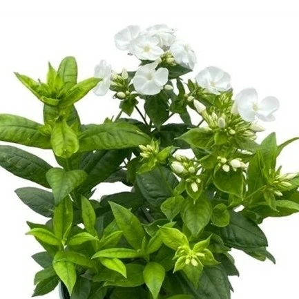 Phlox paniculata 'Danielle'