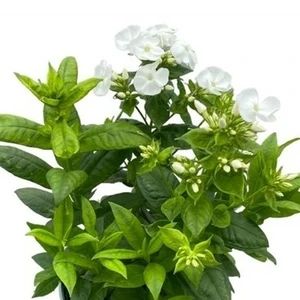 Phlox paniculata 'Danielle'
