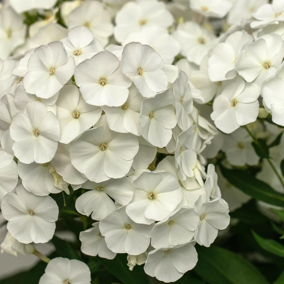 Phlox paniculata 'David' - image 2