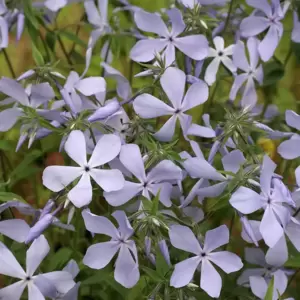 Phlox divaricata 'Clouds of Perfume' 1L