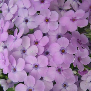 Picture - Kernock Park Plants