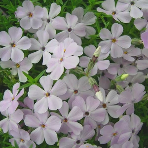 Kernock Park Plants