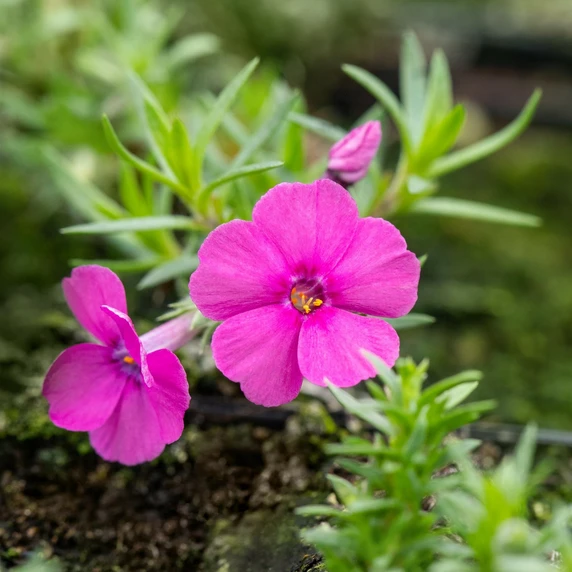 Phlox douglasii 'Red Admiral'