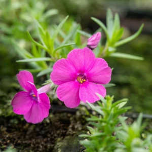 Phlox douglasii 'Red Admiral'